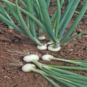 Nf3FnQ74mJHeJW2gjuW710SwaAEqRmix300_300-1