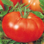 Nh4bu7XypbqJWfnVMJ8dRZkR2V9Fapl2300_300-1