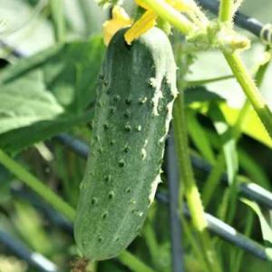 NvOqCC9RRjyAZbuLjTaXC4733BcQzOKU300_300-1