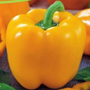 O4hgdRSVZE7UHnGXK3djdiaX2yFHtPjv300_300-1