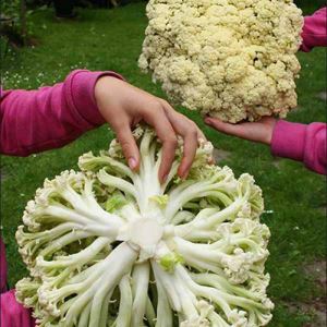 OCBjrV9eM09MOJeMgRnph6Wes8hrGMIr300_300-1