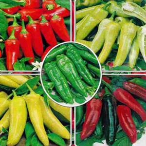 OHS7h82ZCWMzq57dBBlY163L6CnpkuRR300_300-1