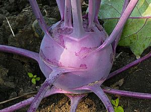 OJoZkG2Pl8naTFzsgfJUYH22keCBCxEV300_300-1