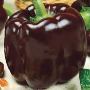 Ozbj3R2AaacwJRL1Tr09Sdj7Dpnh4so6300_300-1