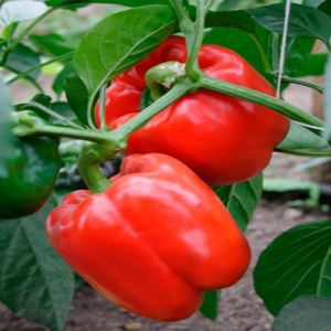 PM3K4WUY7U0GYOU2Y0gz0eiHPSr7Uffz300_300-1