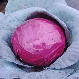 PSZZb8HNYPrCVji7rfuFCYWw42mXuPxD300_300-1