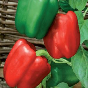 QZokHfhhcfA4JYrGoTDI7QlM3jZ5Vvqp300_300-1