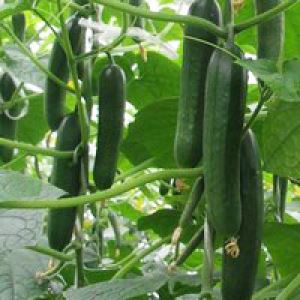 QgZ2hQs5LvsAZptUqoxJzSyq6RsMY4IQ300_300-1