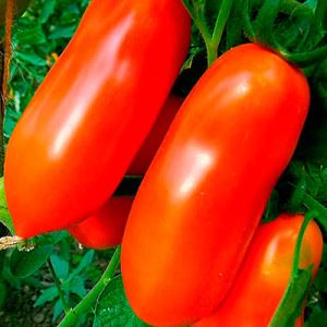 QhqFCcuRbg4h5XNmOBIUf1x0M1OtGMJq300_300-1