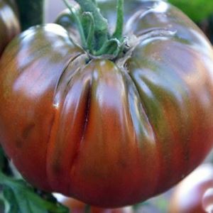 QsUkhR0ttAlCA0RnPEOJhP2mJhgz9ul2300_300-1