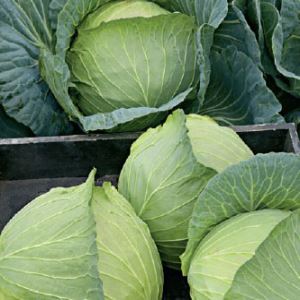 R4Bh4hKR3RjYxU3MP8RhQA1cMjowPgK2300_300-1