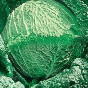 RD7aPTYk0YS6JLjnaKMvgAzZUOmS47PJ300_300-1