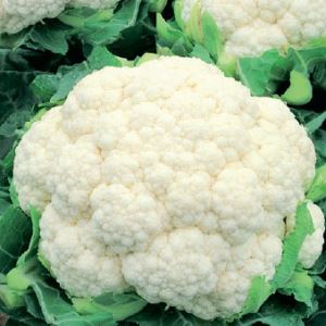 RFFa3axc15pWsxPC5dI1Kh99NBVlf642300_300-1