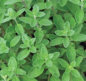 RlkeKVMsIJa4quI9XDKeBCGHJU0XDynx