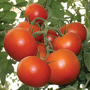 Rp1MzKhu3TVHtuynsDMe4bfhud7XGvkH300_300-1