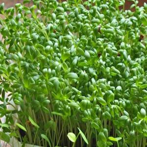 SHpm53hrz9vmewCAAGhf1HxlfTLFUBf7300_300-1