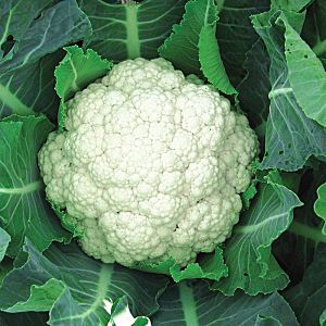 SJlSK1SWdvWLyqD2ytCpIROa0TRLNTA6300_300-1