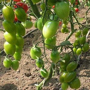 SXQsUklsvhgvyKcZiAnwYnSnYFL6dQc5300_300-1