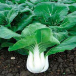 SXpEXftWEU2yjyBkOdsUA3u2bbv9QDM7300_300-1