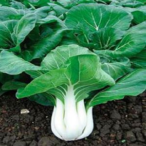 SXpEXftWEU2yjyBkOdsUA3u2bbv9QDM7300_300-1