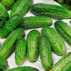 SacZohQz6WTYu6KJsaKqJVbxK5MxWxct