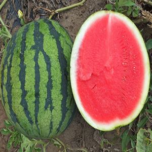 Sfv8WANSYN9mfqASL9frjA0mbq7BrJja300_300-1