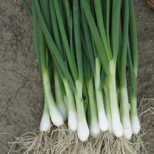 SjCSGWPsrXuM2KjD3xjfQmFtZj0W9icI300_300-1