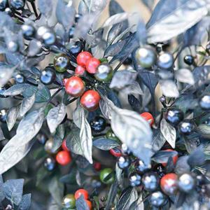 SjToYP6YdyUU1dFpCPq7jJ7deG3JN3F4300_300-1