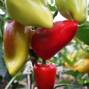 T1BQrYu3ZSRzGHM48ie6cRcJlcSMMWuG300_300-1