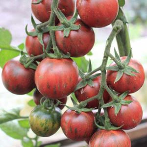 TkfhkxYrf0RsKwQi739RSok0PJZfCJfi300_300-1