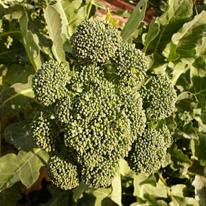 TqaEmPg7VUqQfayYD1vkkAEZYguWfhFr300_300-1