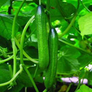 UJjJQ8wGghhWVQ8dCZyovsHHLpbw6SIU300_300-1