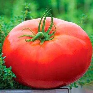 UT8qRENzvQuwGw0TrOt7RtnbjgA1wewB300_300-1