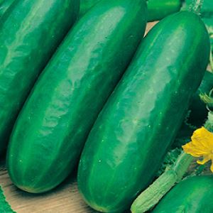 UiR6X1BnZMK4ZImDMn6BDJehP8KAnaB8300_300-1