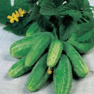 UooyV12HV5e7yrwTZMAbJ1CnXOKBOEBs