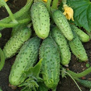 UuUfZCA8io8xKfjAHqzPQBNDUf197dH6300_300-1