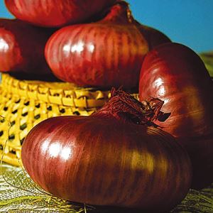 V6G0BXHlx8Y10Og9E8K08KMFyjUyixCK300_300-1