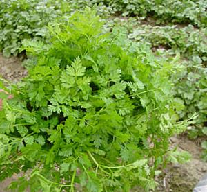 VJWeEtgc1VyiRpVZr4WYuK9a0QhoBotA300_300-1