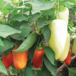 VMsmmFdiKBXF8DTirY3fjOgMDjCOBGMC300_300-1