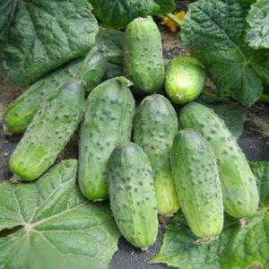 VSVrxHsUm7KODTOeP7ItBeWi9fx3V1Ne300_300-1