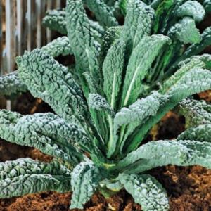 Vmx1waenqzaPA90rsuceMHak9g1ROWDT300_300-1