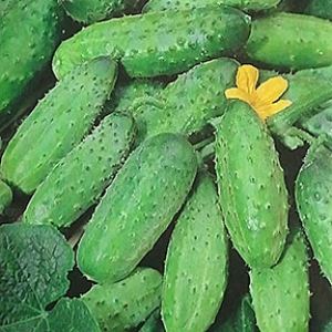 VqM81HmG0lEplxiRiQtaDi5h6VaP3Xc7300_300-1