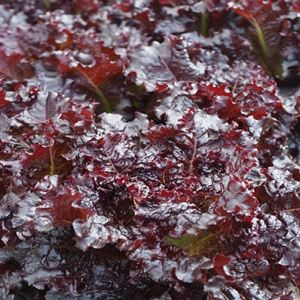 W5KX7dtDIBvyNlSJc26SRvCMwMJqxLaK300_300-1