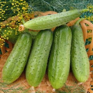 W5iWVehdghMYIwdX35MJe9PFJQY7qr93300_300-1