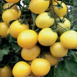 WFbg6gn52ZIGf3tTo3n9199W8OklhjuL300_300-1