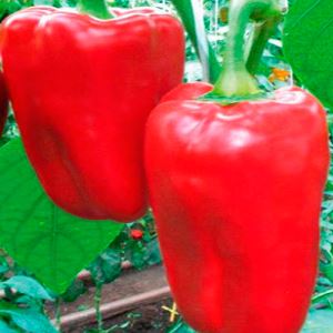 WY8Gh5q9PaaUvxmu4b4jIl5Z6imAH5eT300_300-1