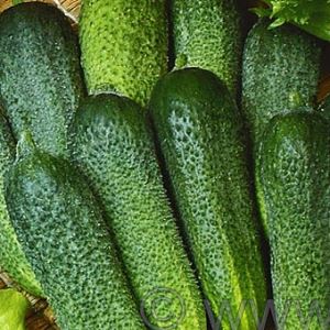 WhR3WAWt929wW4sZyGyiiCce5v5oUGyj300_300-1