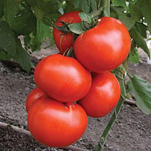 Whp1jeusXHMJxms1uTP1l0g8aXQSVCTZ300_300-1