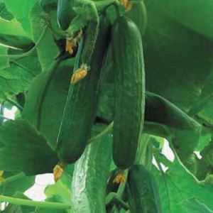 WxNodV7OMWfhYVoALB14wJI4MV7LuzKR300_300-1