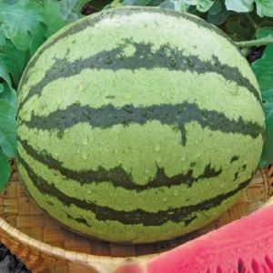 X44azS2o2b8LSA19z3ABGHXvss3qexY3300_300-1